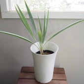 ブラヘア アルマータ 【観葉植物 7号／1個売り】|観葉植物