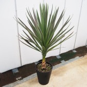 コルディリネ A.チョコレートミント 【観葉植物 10号／1個売り】|観葉植物