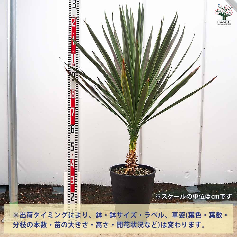 コルディリネ A.チョコレートミント 【観葉植物 10号／1個売り