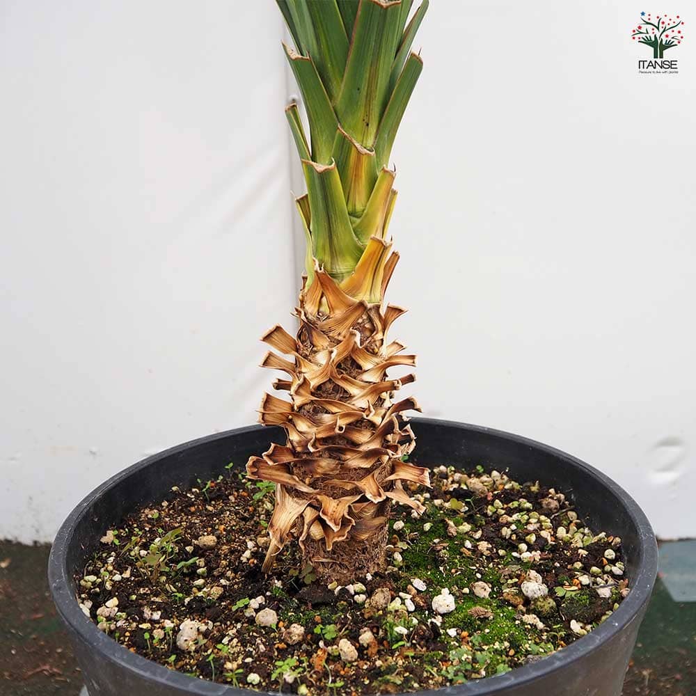 コルディリネ A.チョコレートミント 【観葉植物 10号／1個売り