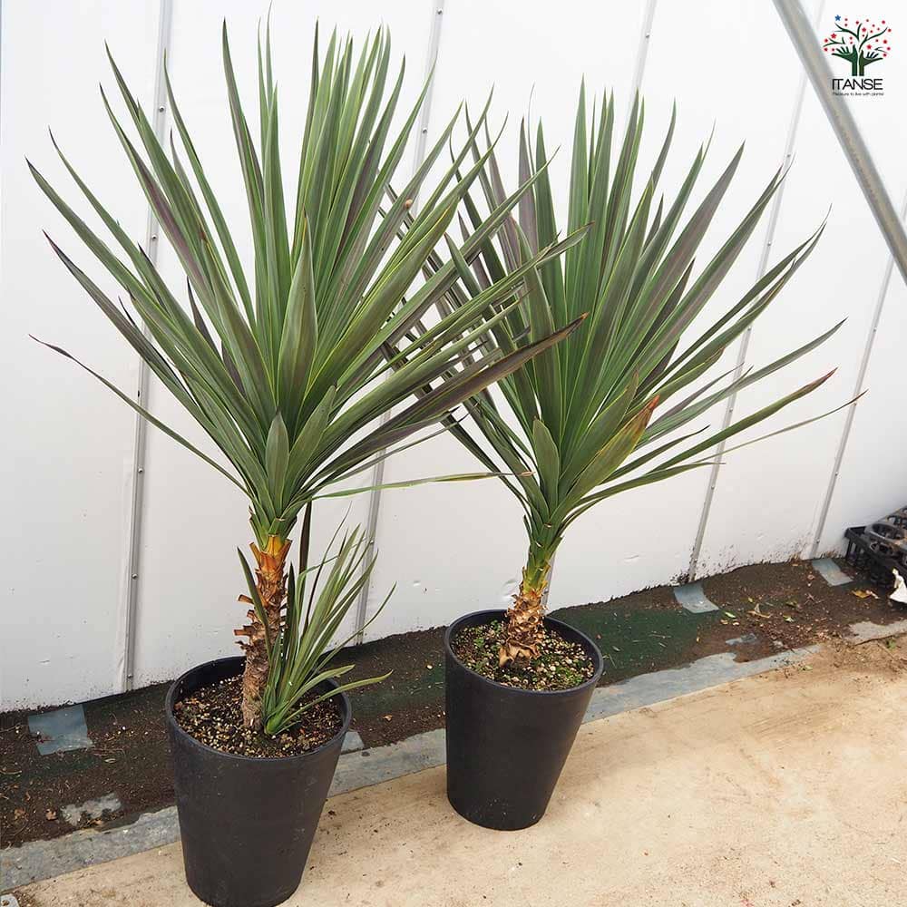 コルディリネ A.チョコレートミント 【観葉植物 10号／1個売り