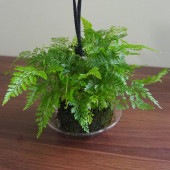 ダバリア 苔玉プラ皿吊り紐 【観葉植物 3号】|観葉植物