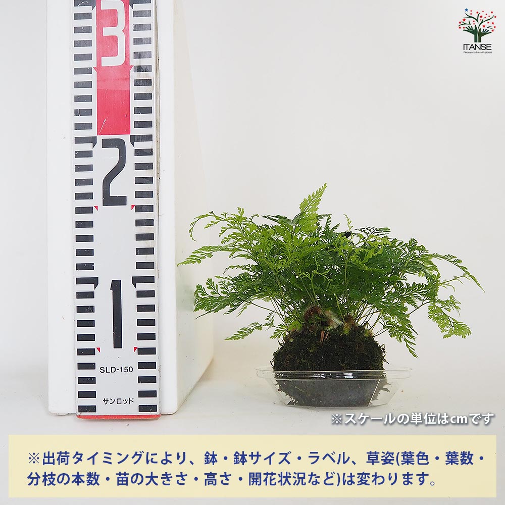 ダバリア 苔玉プラ皿吊り紐 【観葉植物 3号】｜ 【植物のITANSE