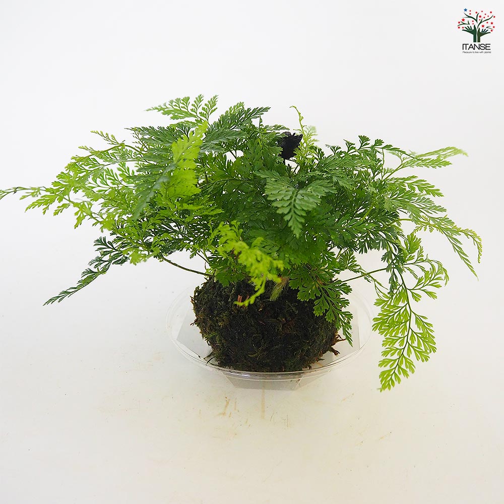 ダバリア 苔玉プラ皿吊り紐 【観葉植物 3号】｜ 【植物のITANSE