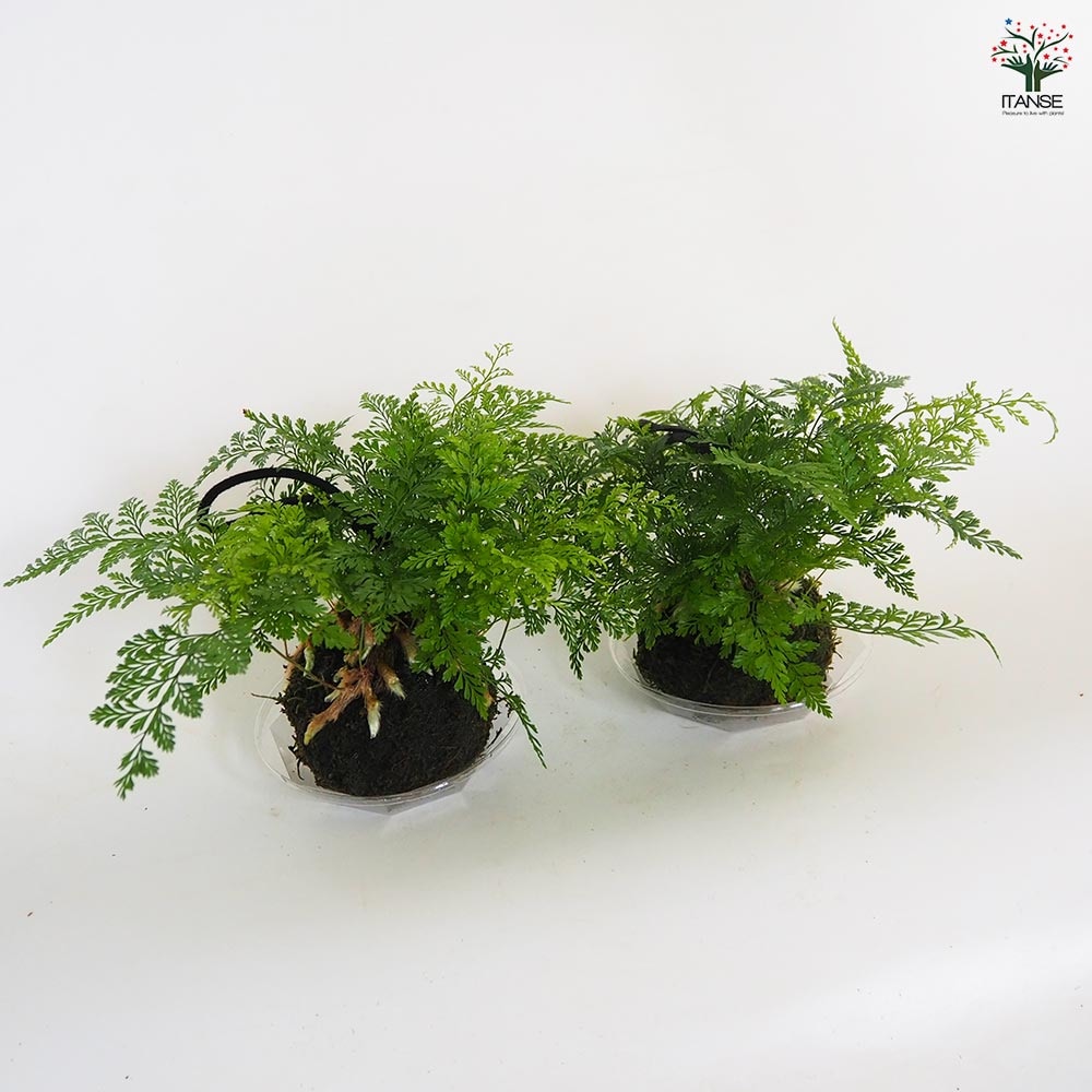 ダバリア 苔玉プラ皿吊り紐 【観葉植物 3号】｜ 【植物のITANSE
