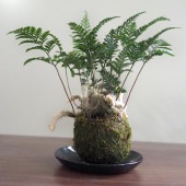 トキワシノブ 苔玉(大) 【観葉植物 ／1個売り】|観葉植物