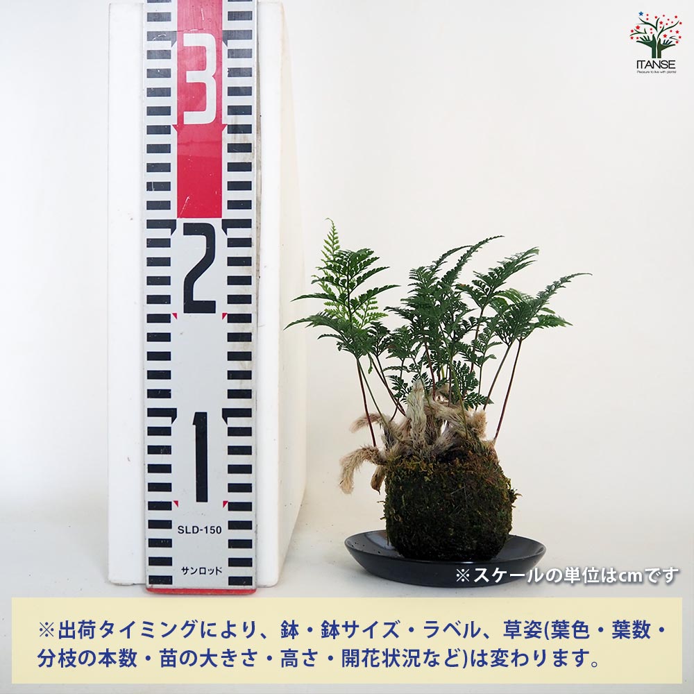 トキワシノブ 苔玉(大) 【観葉植物 ／1個売り】｜ 【植物の