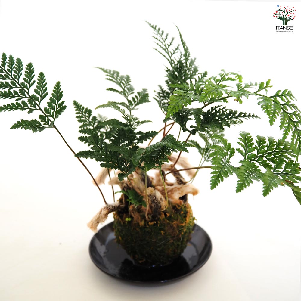 トキワシノブ 苔玉(大) 【観葉植物 ／1個売り】｜ 【植物の