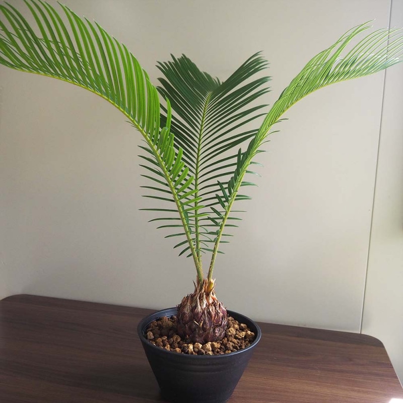 ソテツ 観葉植物　約2m超 ソテツ 【観葉植物 2号】｜ 【植物のITANSE】全品送料無料・即出荷!