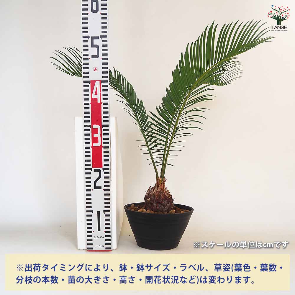 ソテツ 【観葉植物 6号／1個売り】｜ 【植物のITANSE