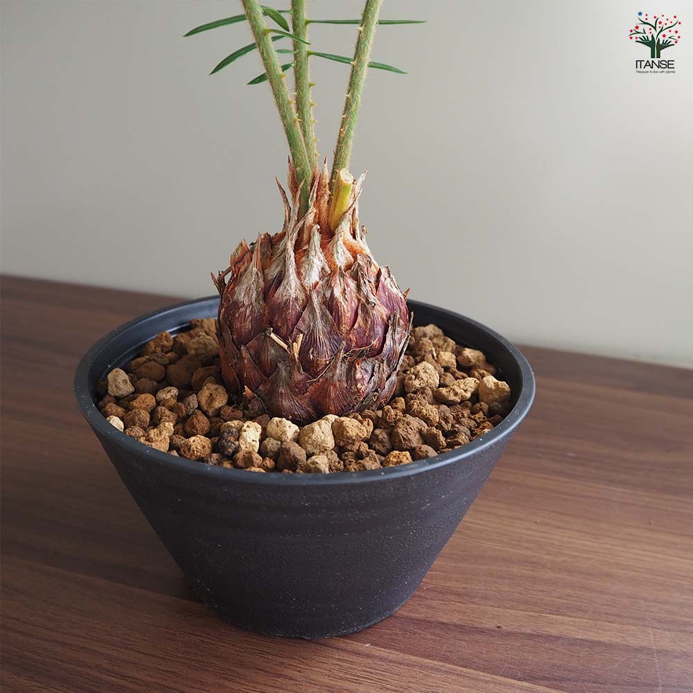【ソテツ】 観葉植物 楽天市場】ソテツ 6号鉢 観葉植物 室内 新築祝い 大型