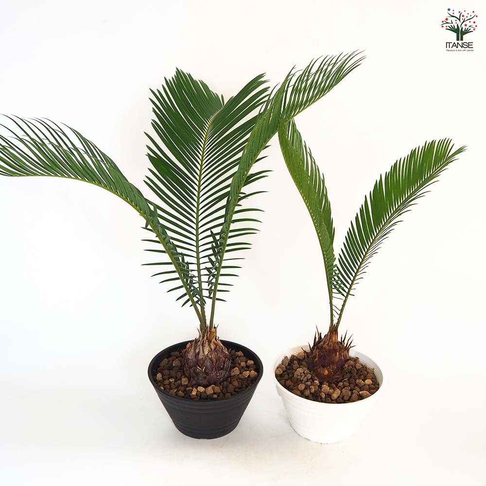 ソテツ 【観葉植物 6号／1個売り】｜ 【植物のITANSE