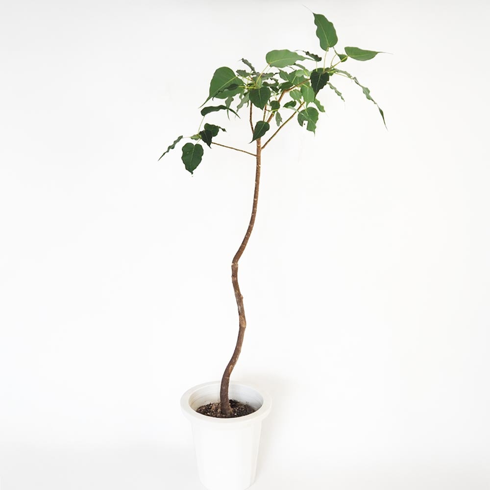 インドボダイジュ 【観葉植物 8号／1個売り】｜ 【植物の