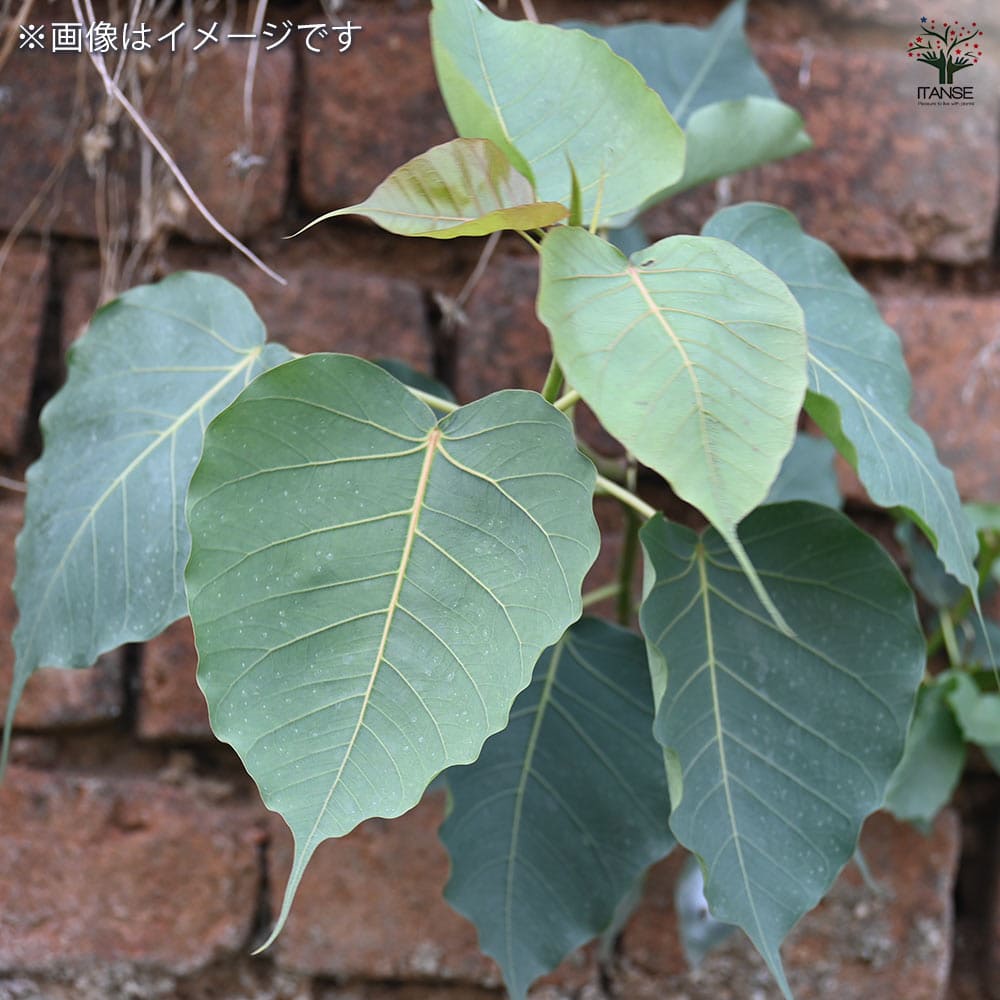 インドボダイジュ 【観葉植物 8号／1個売り】｜ 【植物のITANSE