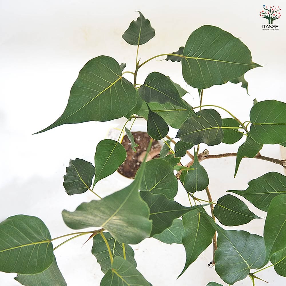インドボダイジュ 【観葉植物 8号／1個売り】｜ 【植物のITANSE