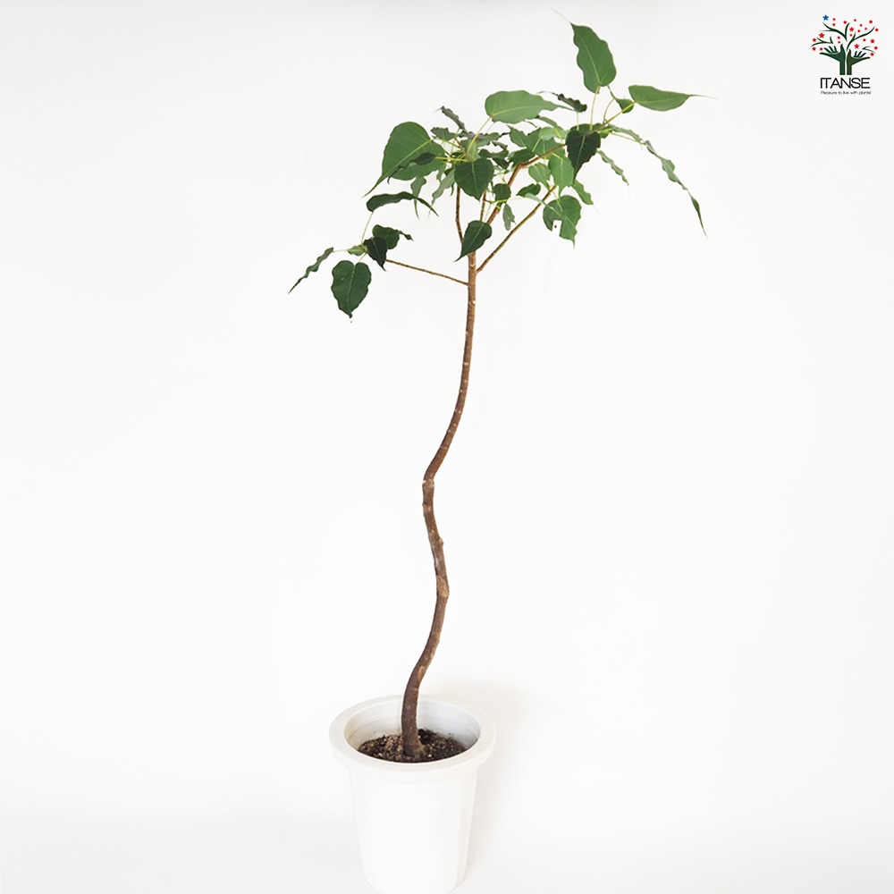 インドボダイジュ 【観葉植物 8号／1個売り】｜ 【植物のITANSE