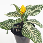 アフェランドラ ダニア 【観葉植物 4号／1個売り】|観葉植物