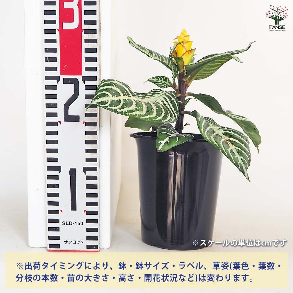 アフェランドラ ダニア 【観葉植物 4号／1個売り】｜ 【植物の