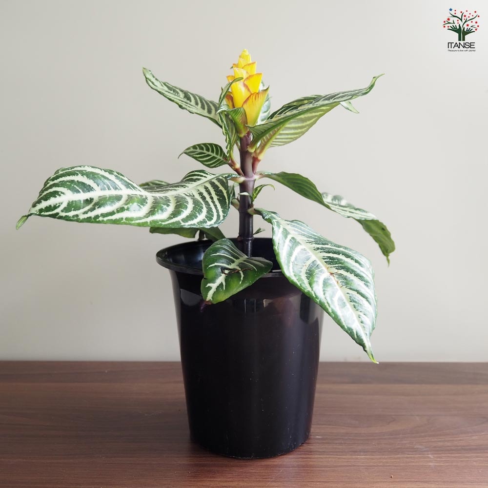 アフェランドラ ダニア 【観葉植物 4号／1個売り】｜ 【植物の