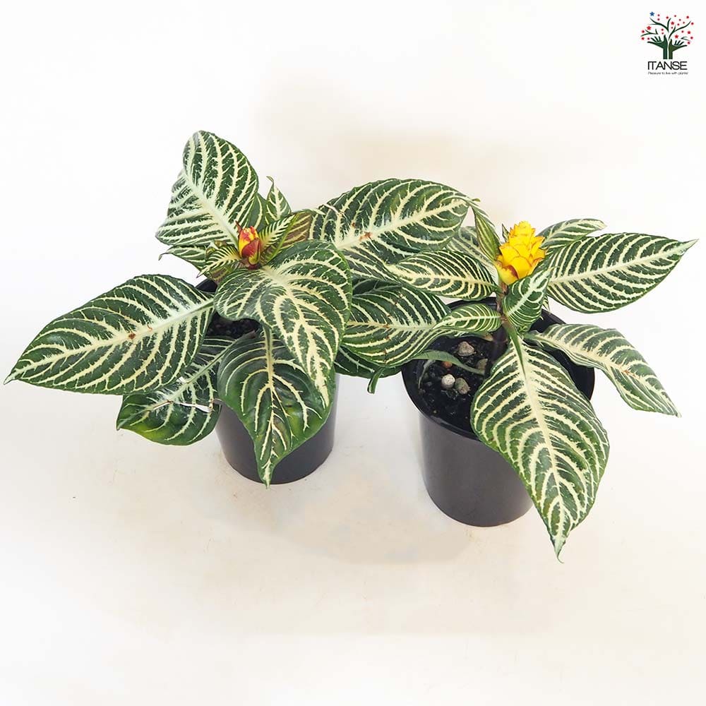 アフェランドラ ダニア 【観葉植物 4号／1個売り】｜ 【植物の