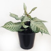 アフェランドラ ダニア シルバークラウド 【観葉植物 4号／1個売り】|観葉植物