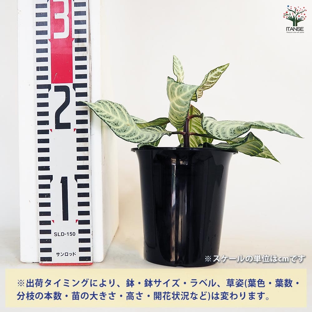 アフェランドラ ダニア シルバークラウド 【観葉植物 4号／1個売り