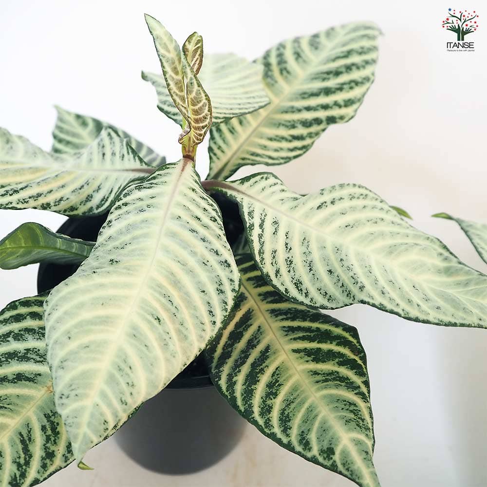 アフェランドラ ダニア シルバークラウド 【観葉植物 4号／1個売り