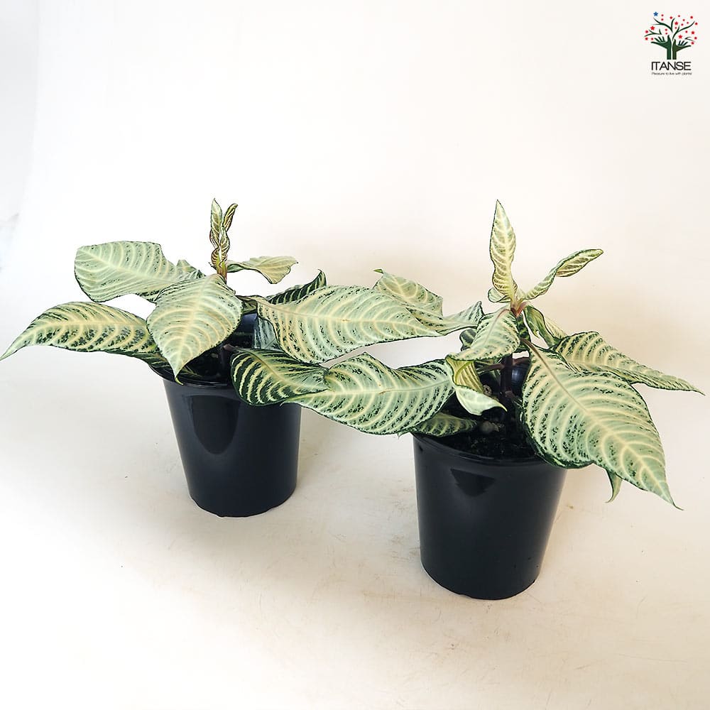 アフェランドラ ダニア シルバークラウド 【観葉植物 4号／1個売り