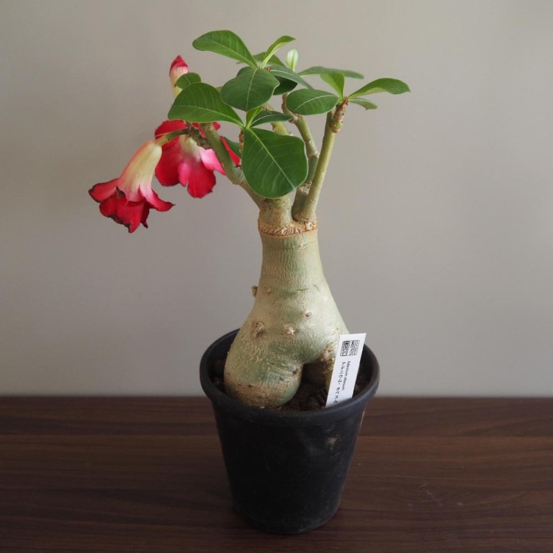 ユッカ ロストラータ 【観葉植物 4号】｜ 【植物のITANSE