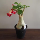 アデニウム オベスム 接木 【観葉植物 4号／1個売り】|観葉植物