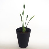 ストレリチア ユンケア 【観葉植物 4号／1個売り】|観葉植物