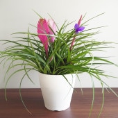 チランドシア キアネア 【観葉植物 5号／1個売り】|観葉植物