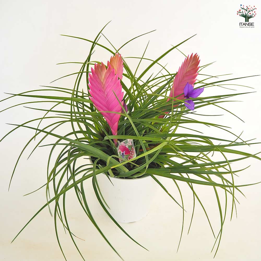 チランドシア キアネア 【観葉植物 5号／1個売り】｜ 【植物の