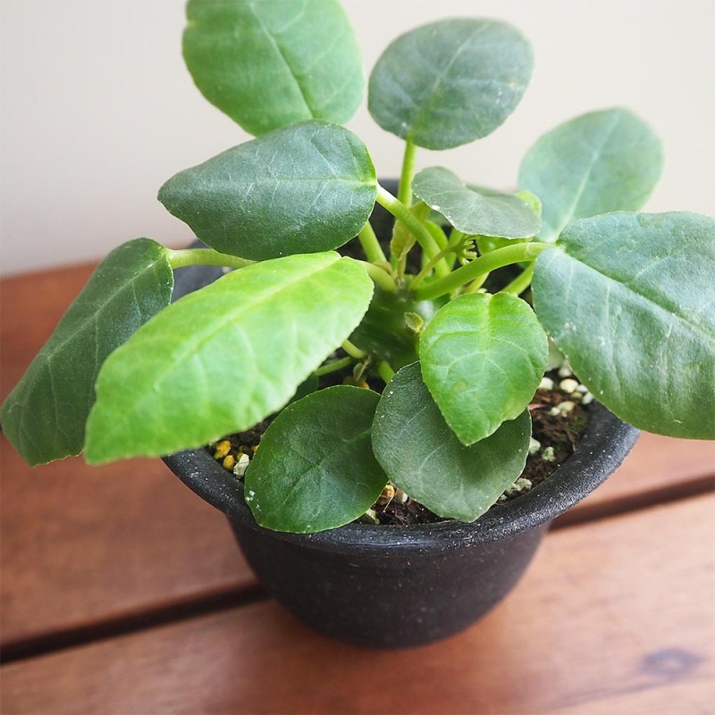 観音竹(カンノンチク) 綾錦【観葉植物 5号鉢 リビングやオフィス向き
