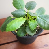 ドルステニア フォエチダ 【観葉植物 3号】|観葉植物