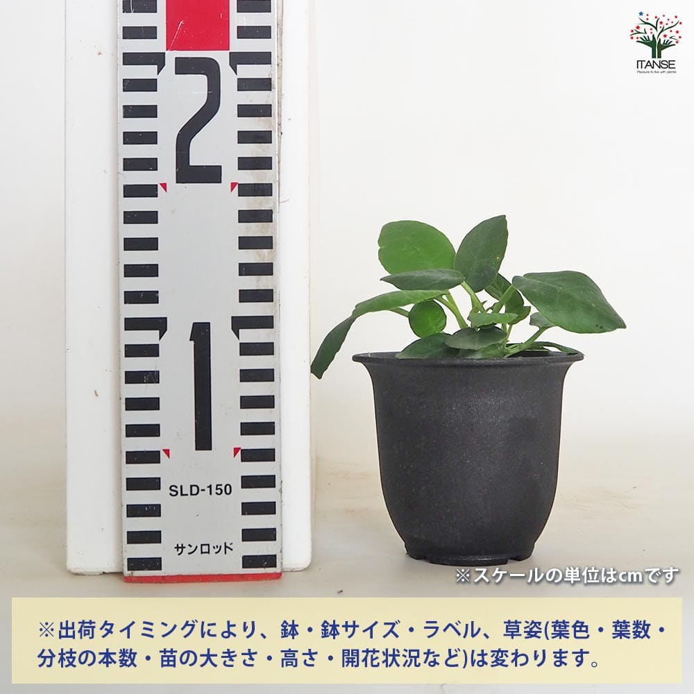 ドルステニア フォエチダ 【観葉植物 3号】｜ 【植物のITANSE