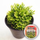 イワヒバ 小紋錦 【観葉植物 2.5号／1個売り】|観葉植物