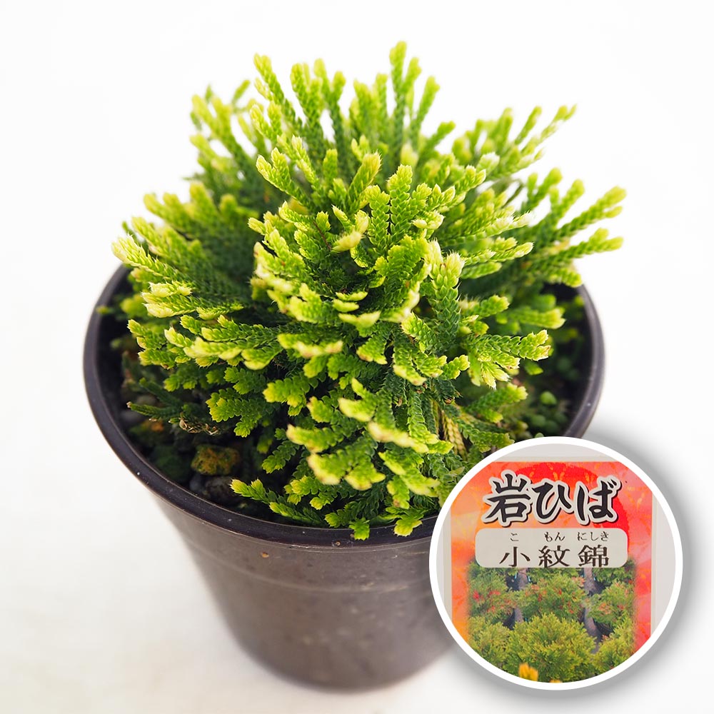岩ヒバ 小さ目と鉢色々