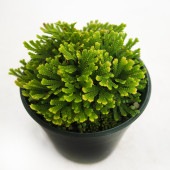 イワヒバ 玉貴扇 【観葉植物 2.5号／1個売り】|観葉植物
