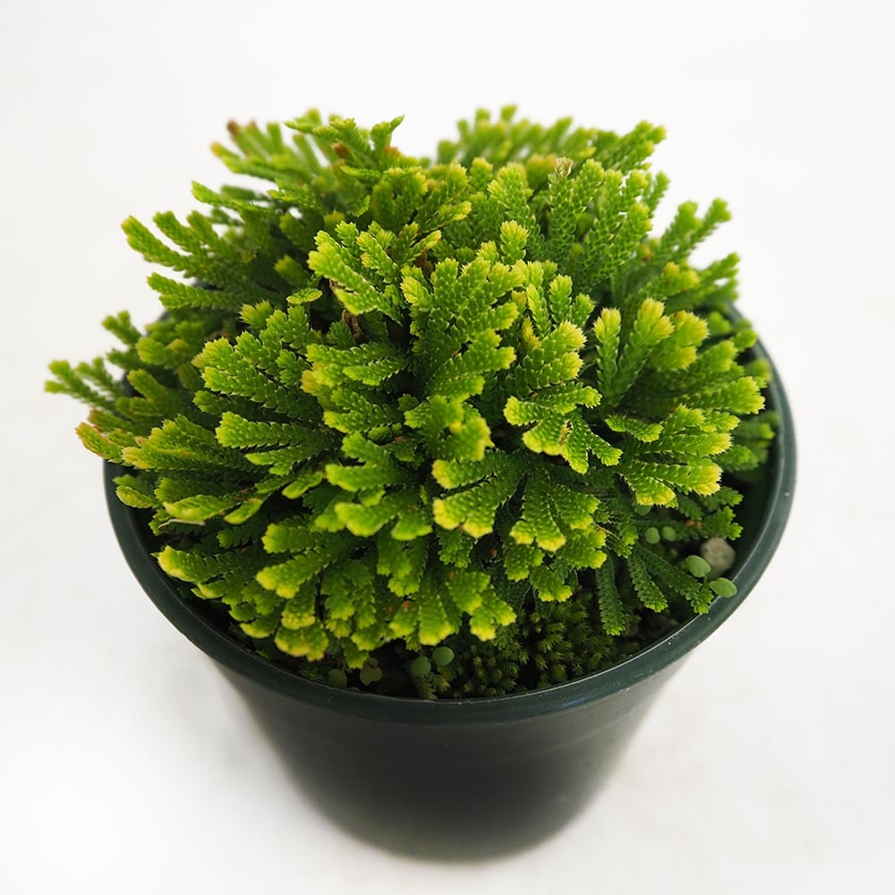 イワヒバ 玉貴扇 【観葉植物 2.5号／1個売り】｜ 【植物のITANSE