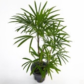 シュロチク 【観葉植物 7号／1個売り】|観葉植物