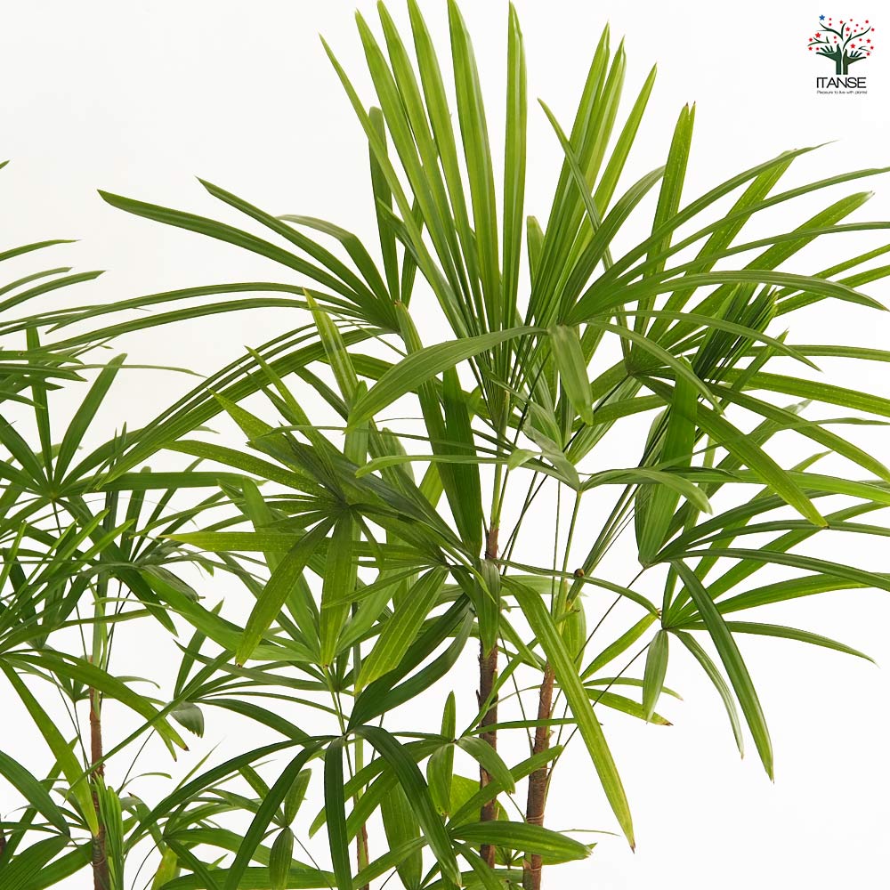シュロチク 【観葉植物 7号／1個売り】｜ 【植物のITANSE】全品