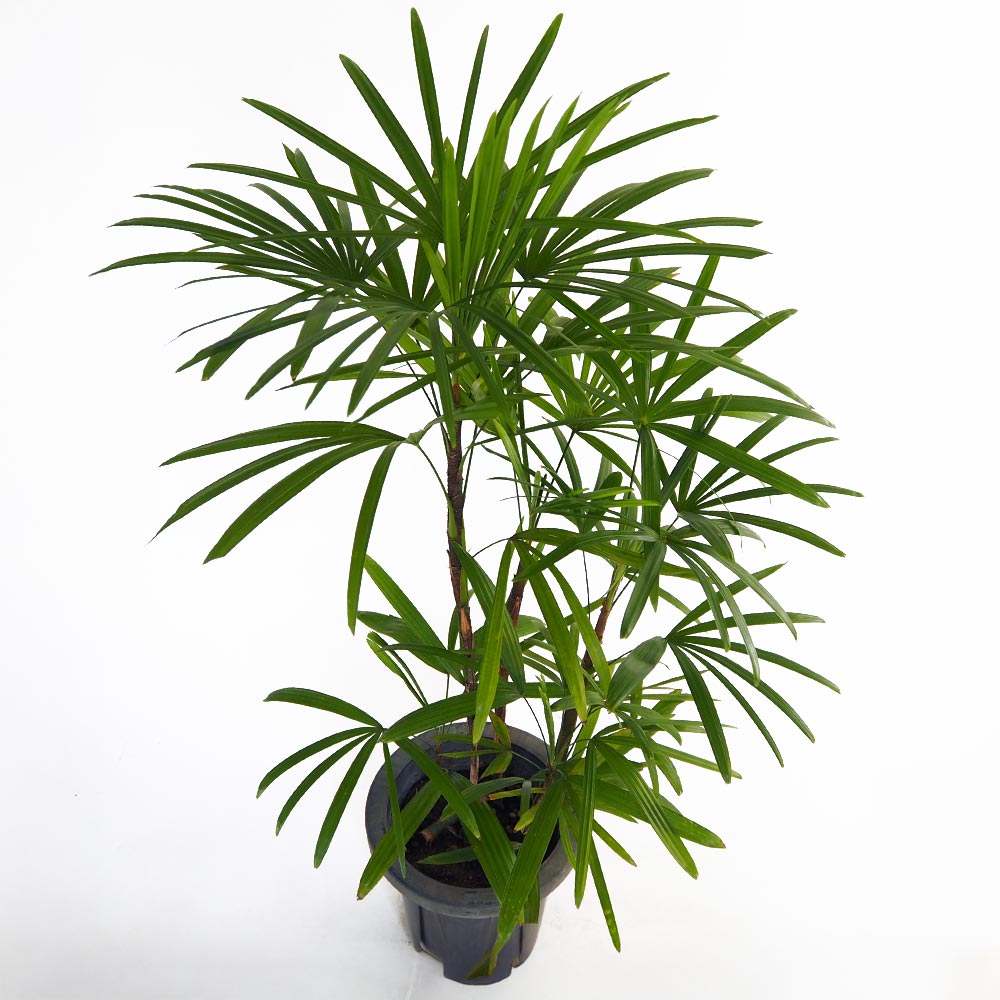 シュロチク 【観葉植物 7号／1個売り】｜ 【植物のITANSE】全品