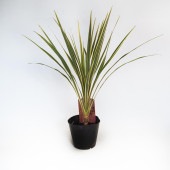 コルディリネ ダズラーディライト 【観葉植物 5号／1個売り】|観葉植物