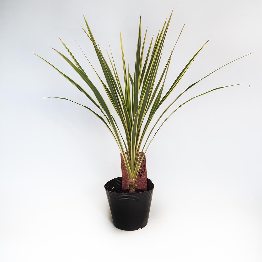 コルディリネ ダズラーディライト 【観葉植物 5号／1個売り】