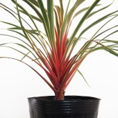 コルディリネ マジックスター 【観葉植物 5号／1個売り】|観葉植物