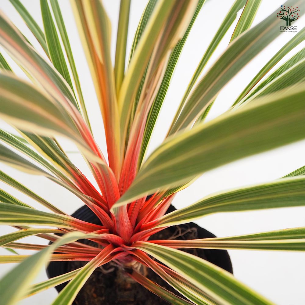 コルディリネ マジックスター 【観葉植物 5号／1個売り】｜ 【植物の