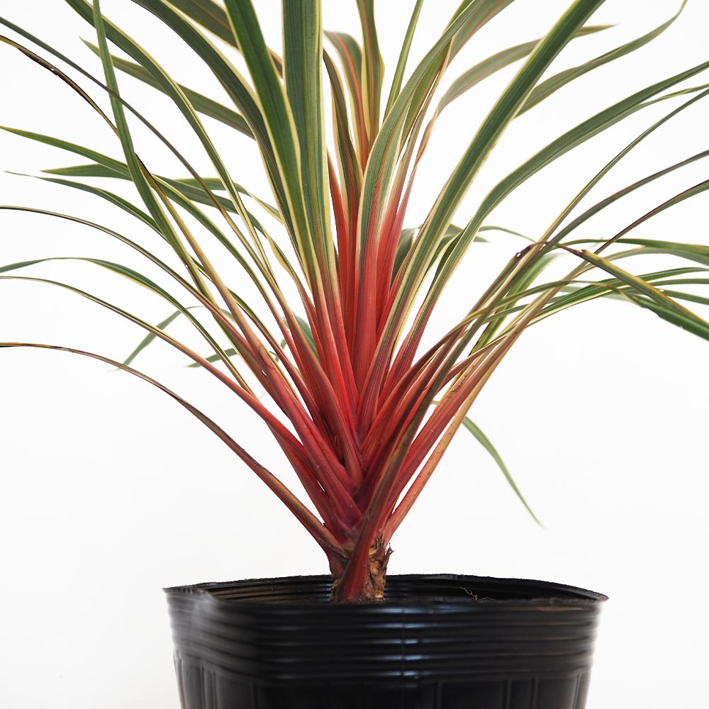 コルディリネ マジックスター 【観葉植物 5号／1個売り】