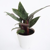 アポバリス アクミナティッシマ 【観葉植物 4号／1個売り】|観葉植物