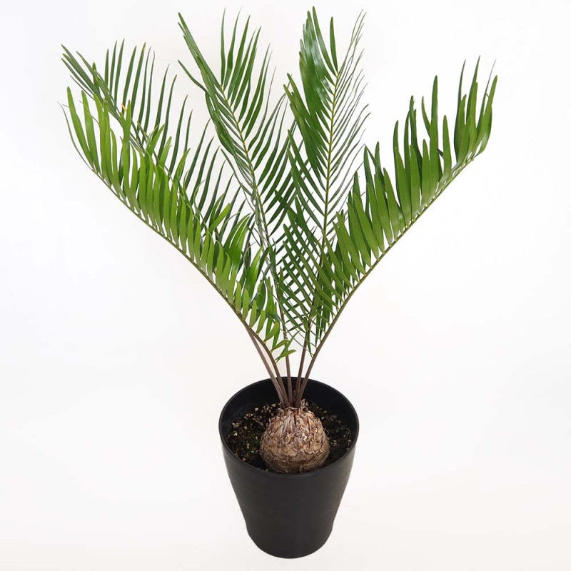 ソテツ｜【植物のITANSE】全品送料無料・即出荷!